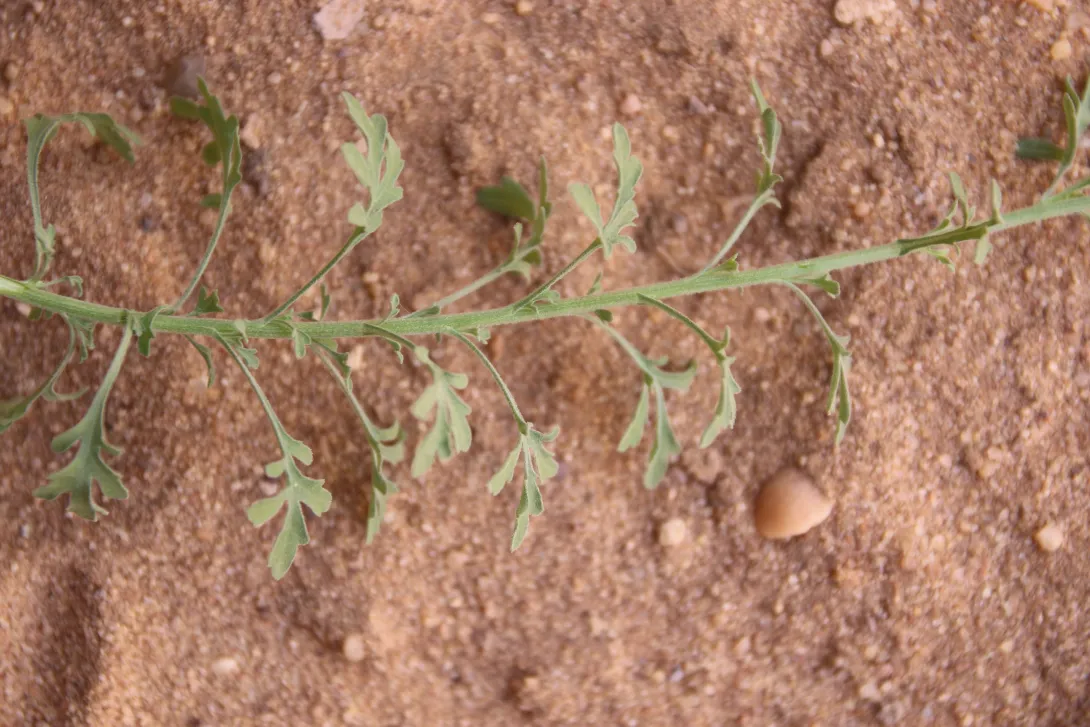 Eschenbachia stricta leaves