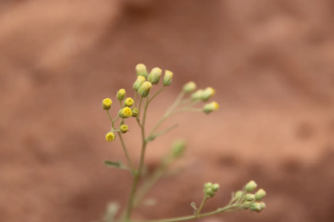 Eschenbachia stricta flowers