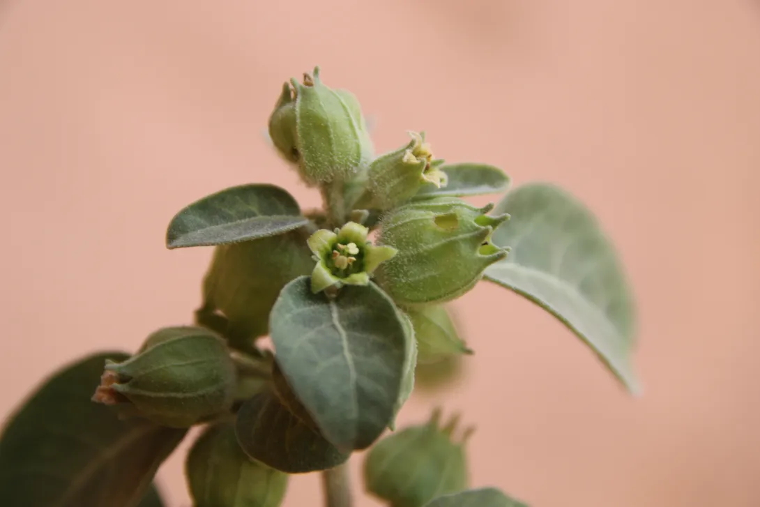 Withania somnifera flower