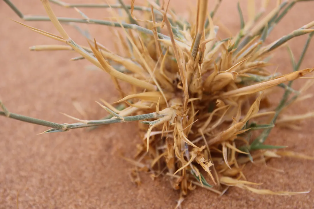 Centropodia forskaolii leaves