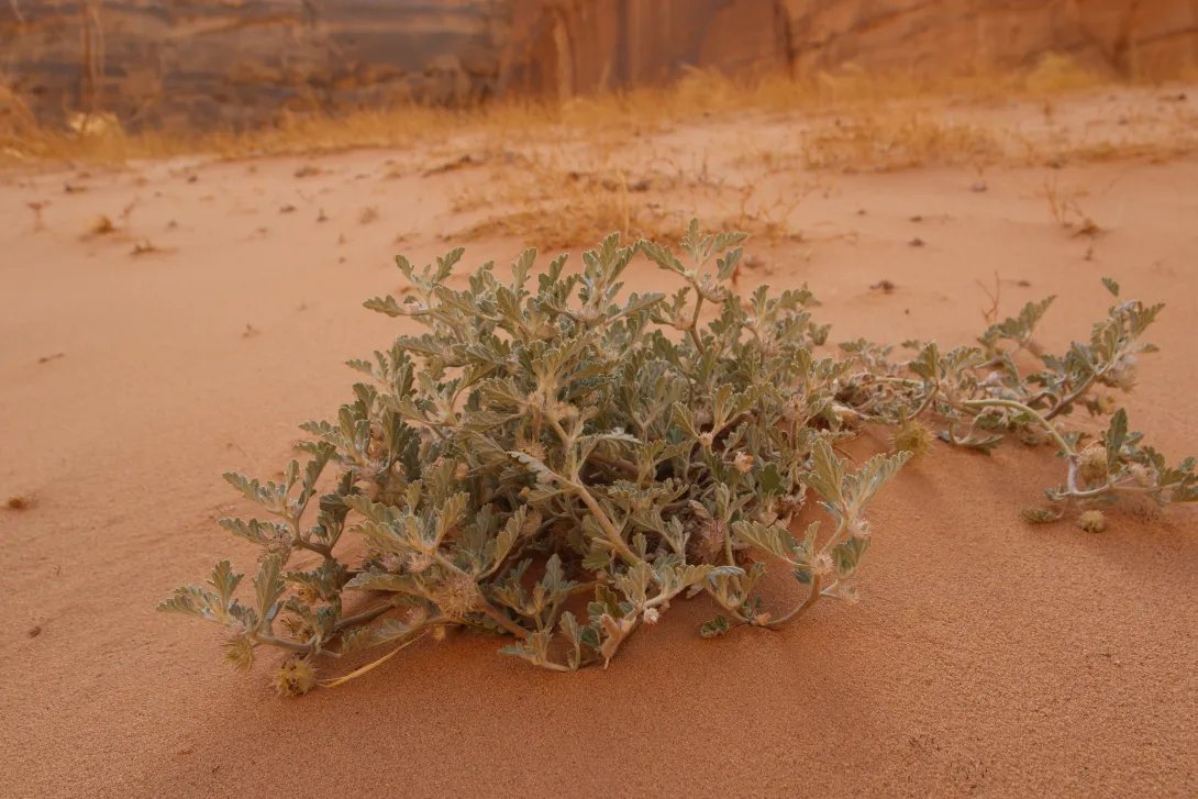 Whole plant