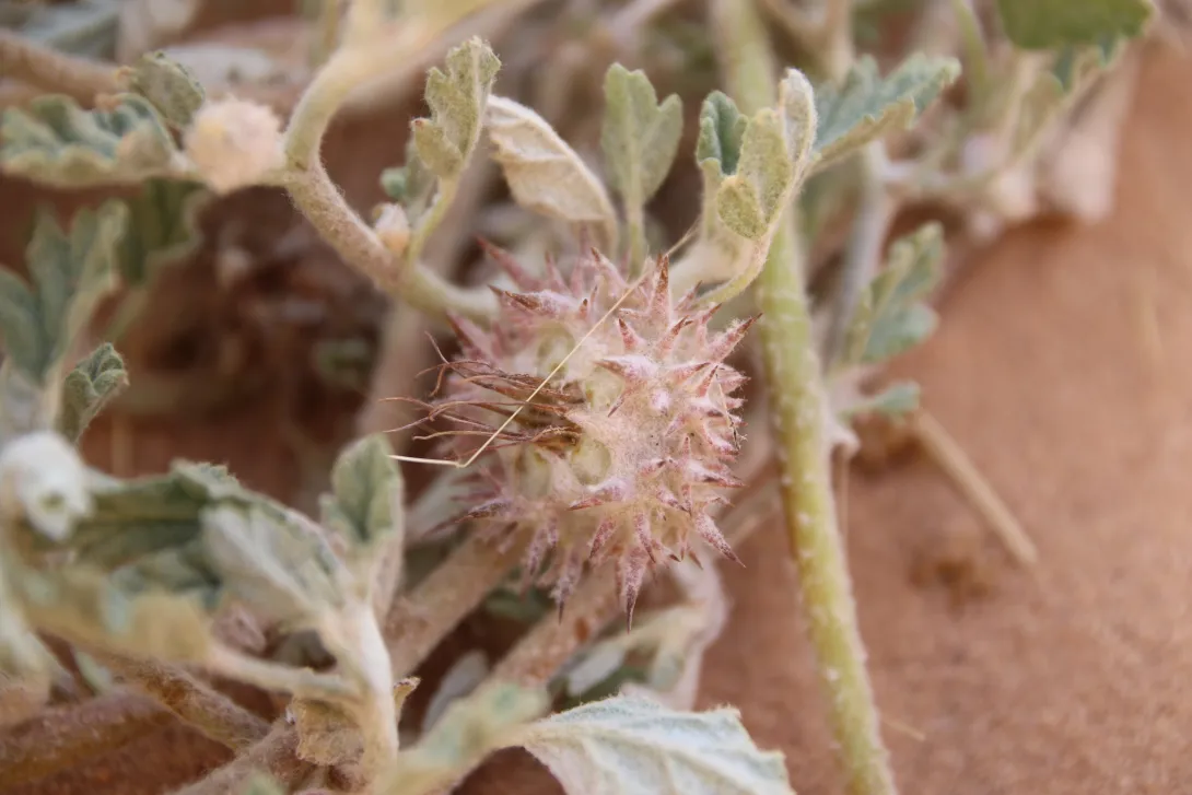 Neurada procumbens fruit