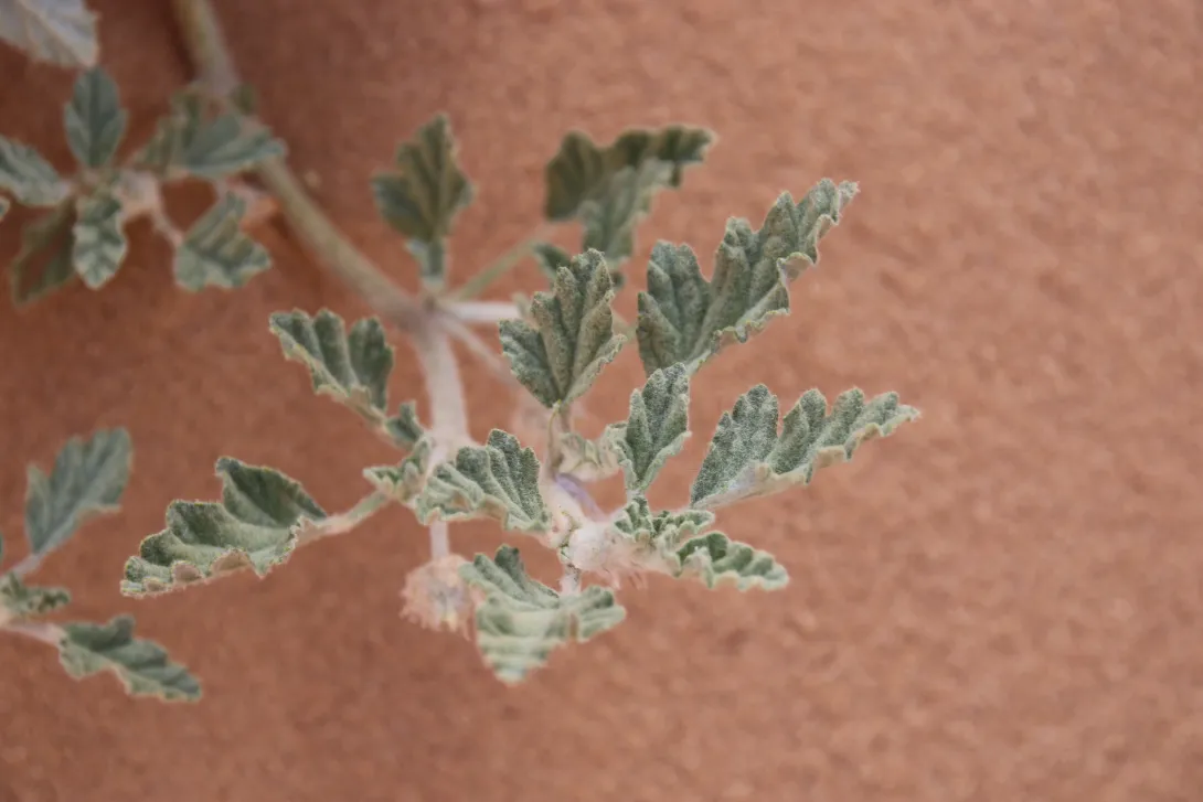 Neurada procumbens leaves