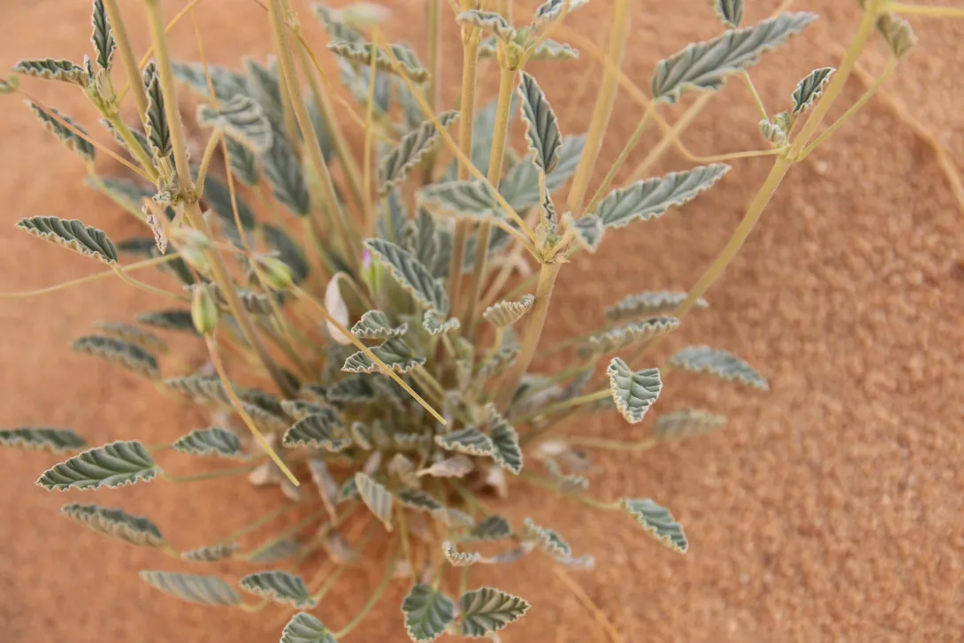 Monsonia nivea leaves