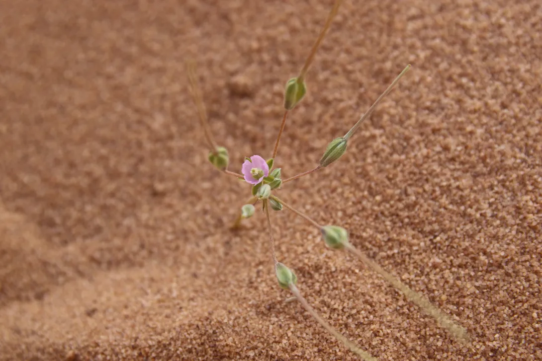 Monsonia nivea flower