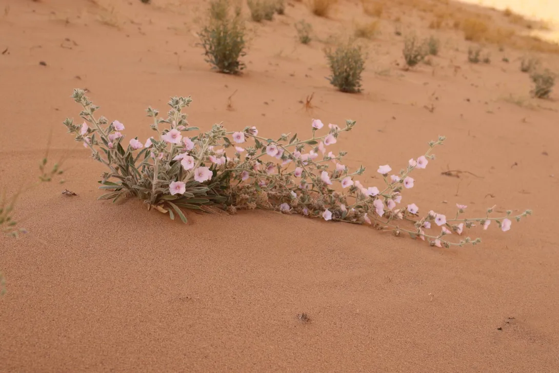 Whole plant