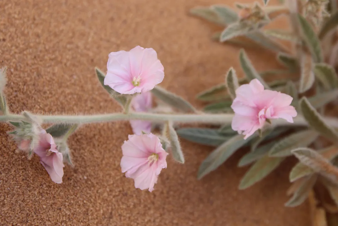 Convolvulus spicatus flowers