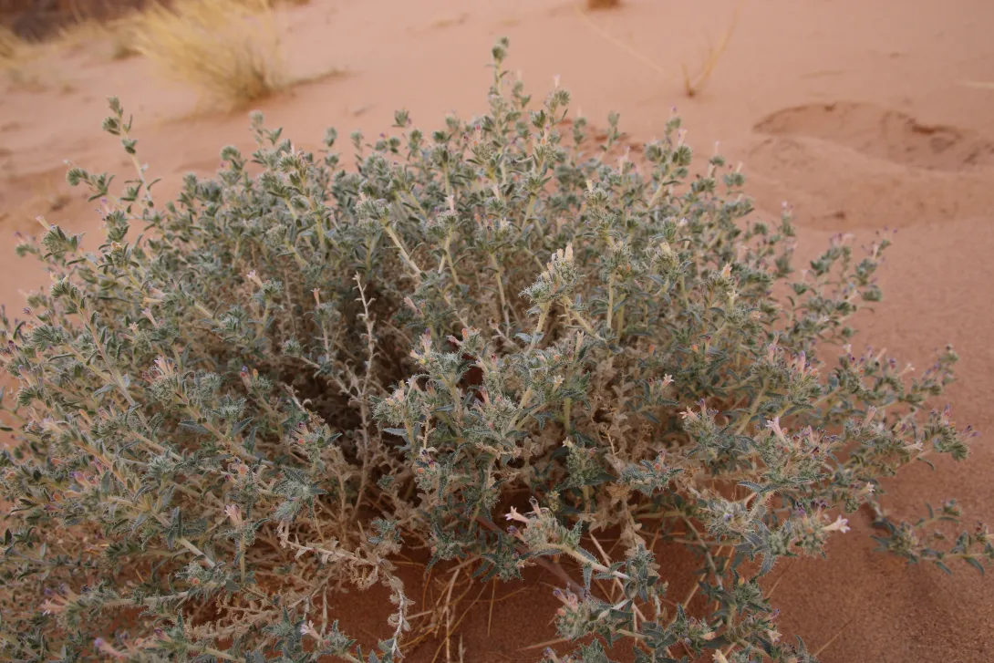 Whole plant