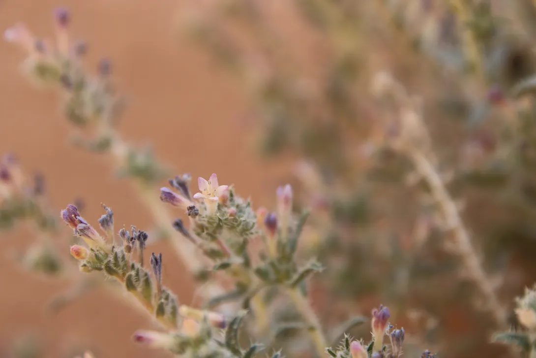 Moltkiopsis ciliata flower