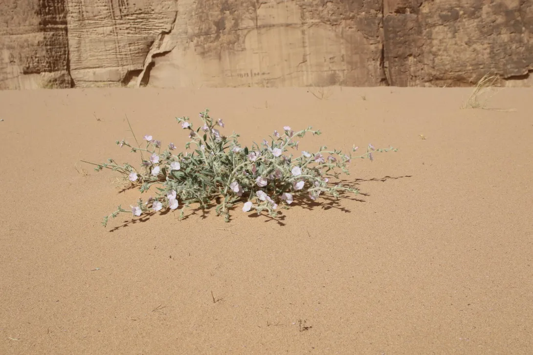 Convolvulus spicatus on a sand dune