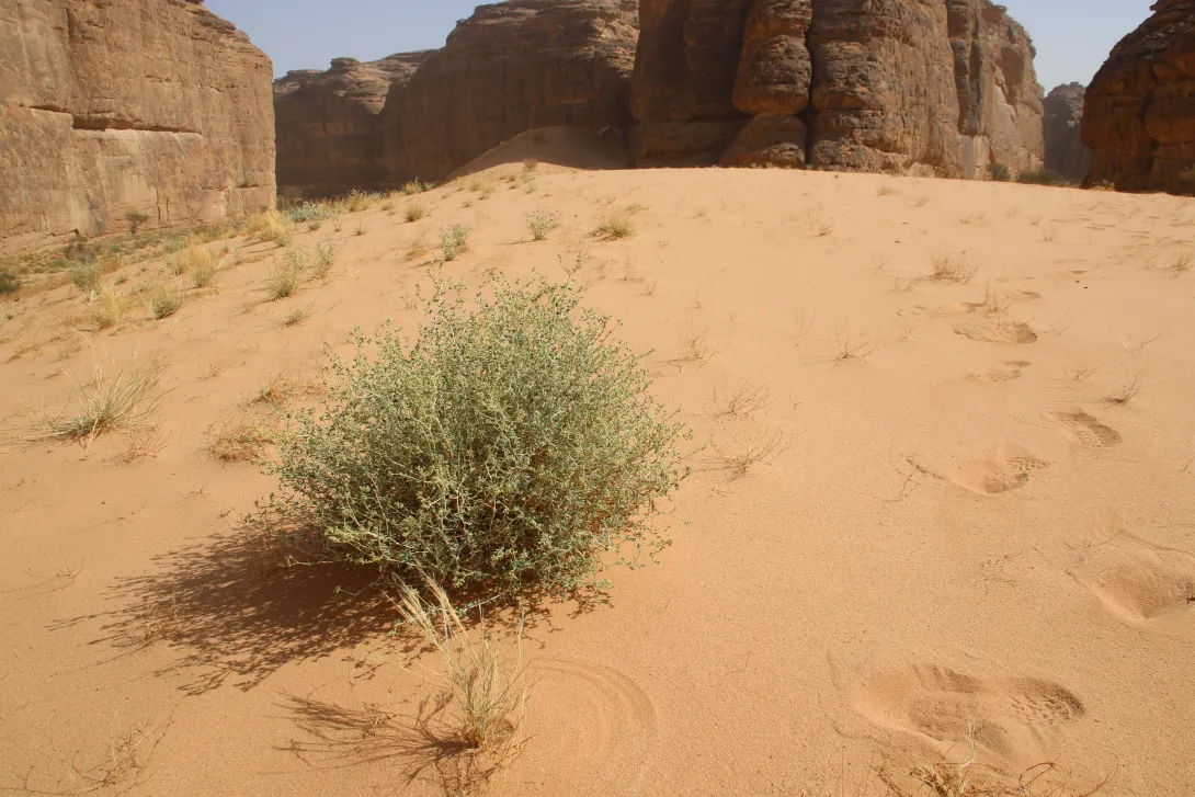 Heliotropium digynum on a sand dune
