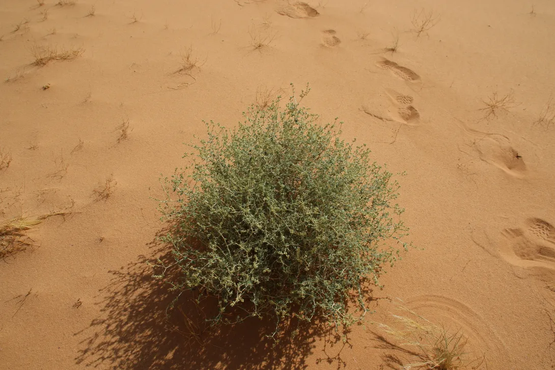 Whole plant