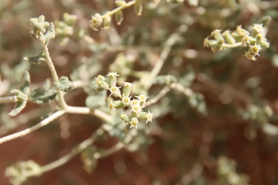 Heliotropium digynum flowers