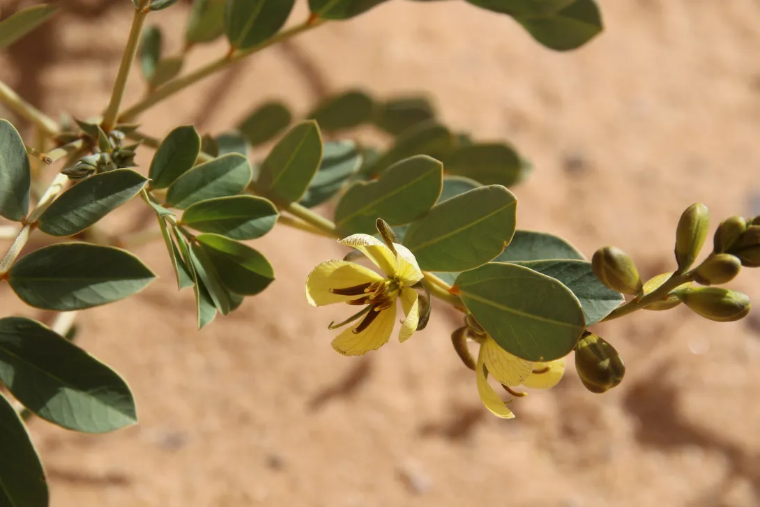 Senna italica flower