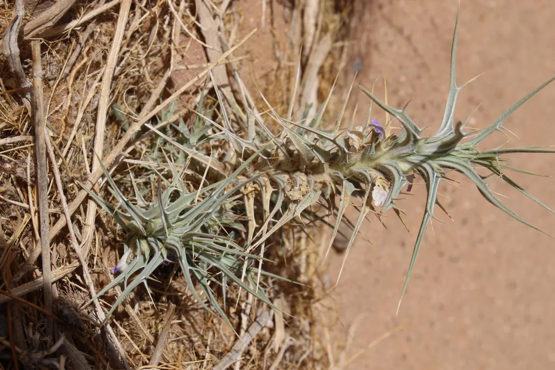 Whole plant