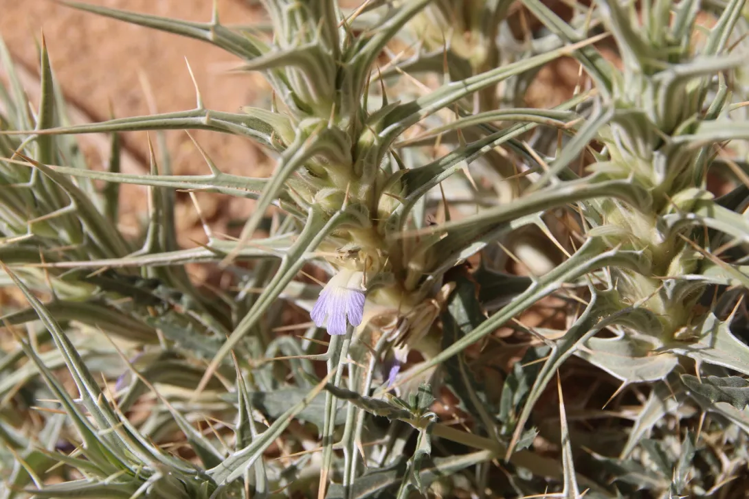 Blepharis ciliaris flower