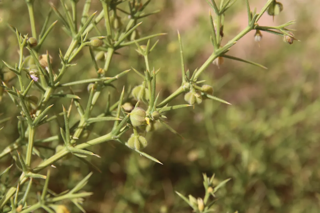 Zygophyllum arabicum fruits