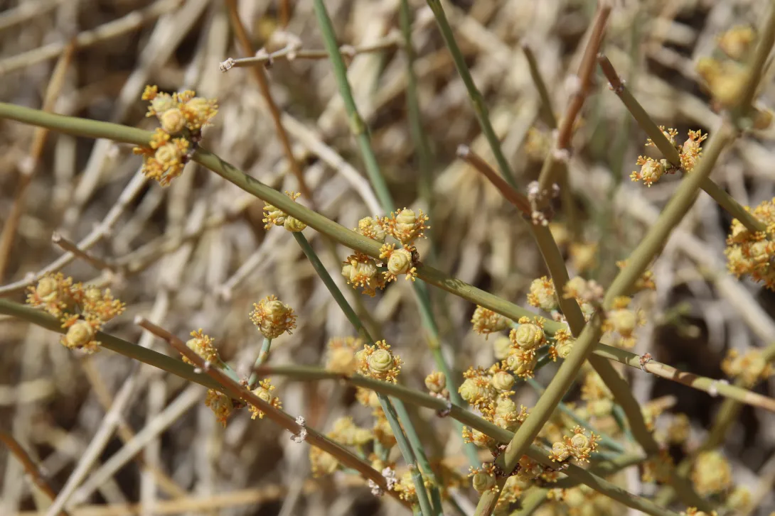 Ephedra alata flowers