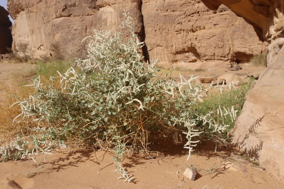 Aerva javanica in its immediate surroundings in a sandstone canyon