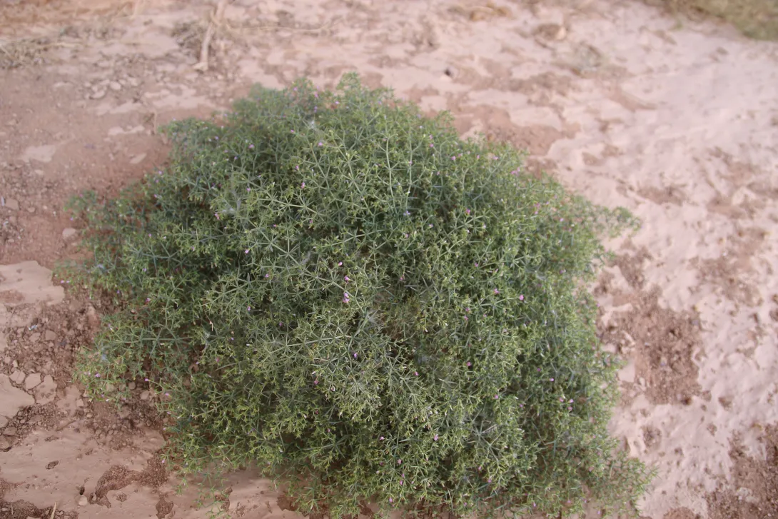 Whole plant