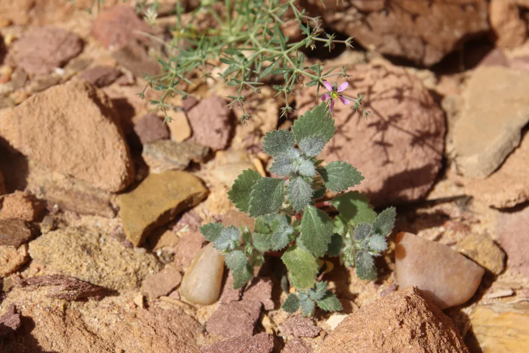 Whole plant