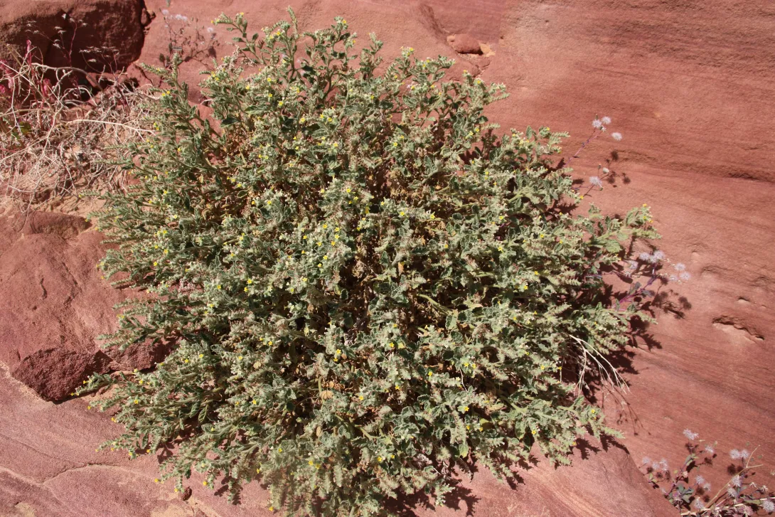 Whole plant