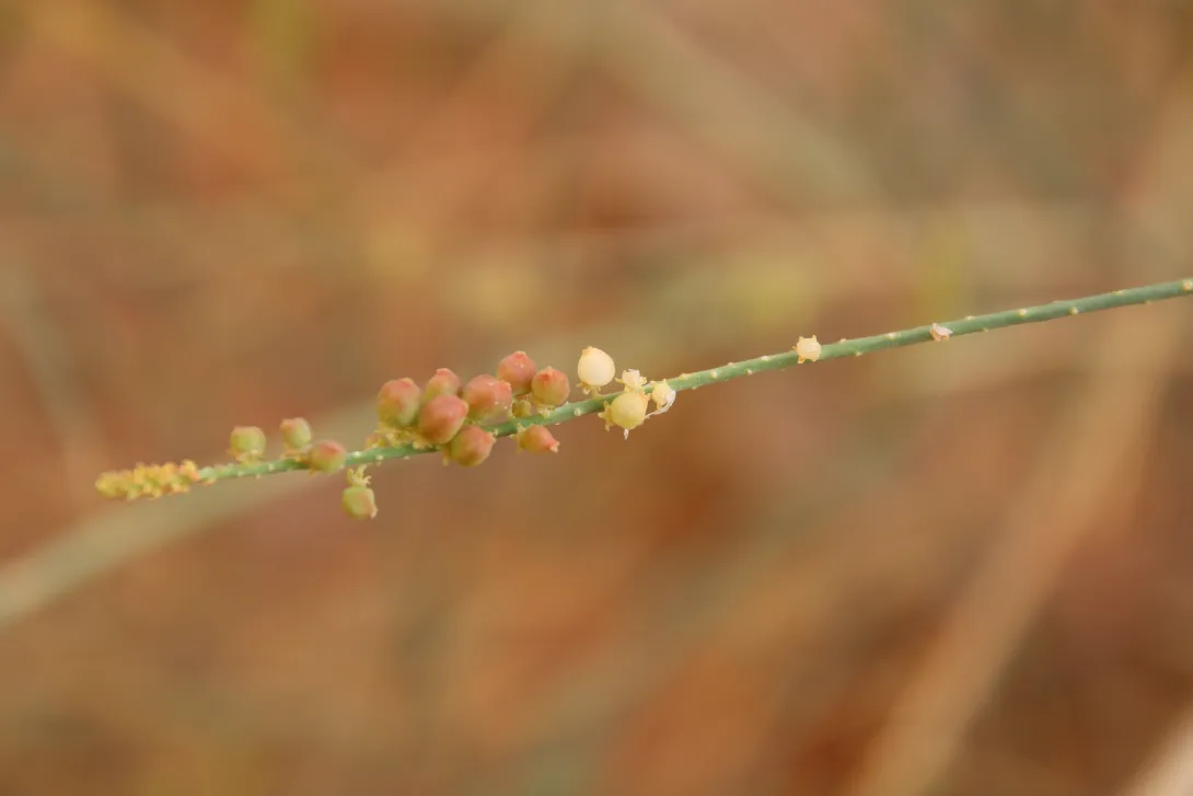 Ochradenus baccatus fruits