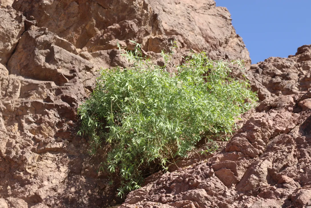 Whole plant