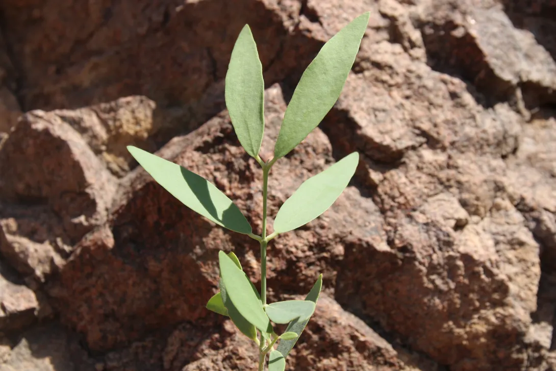Salvadora persica leaves