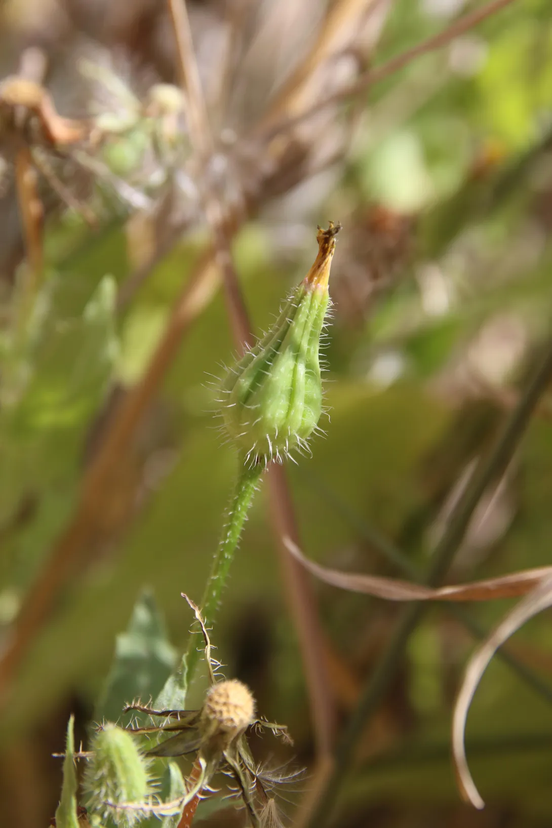Urospermum picroides flower