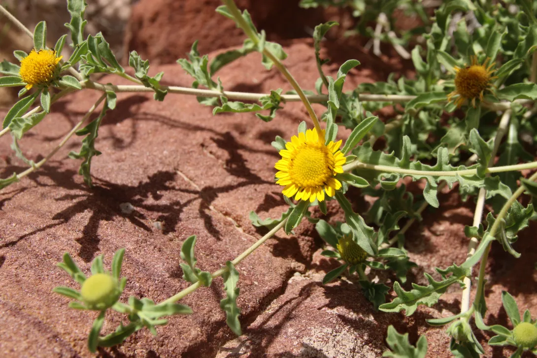 Asteriscus graveolens flower and leaves