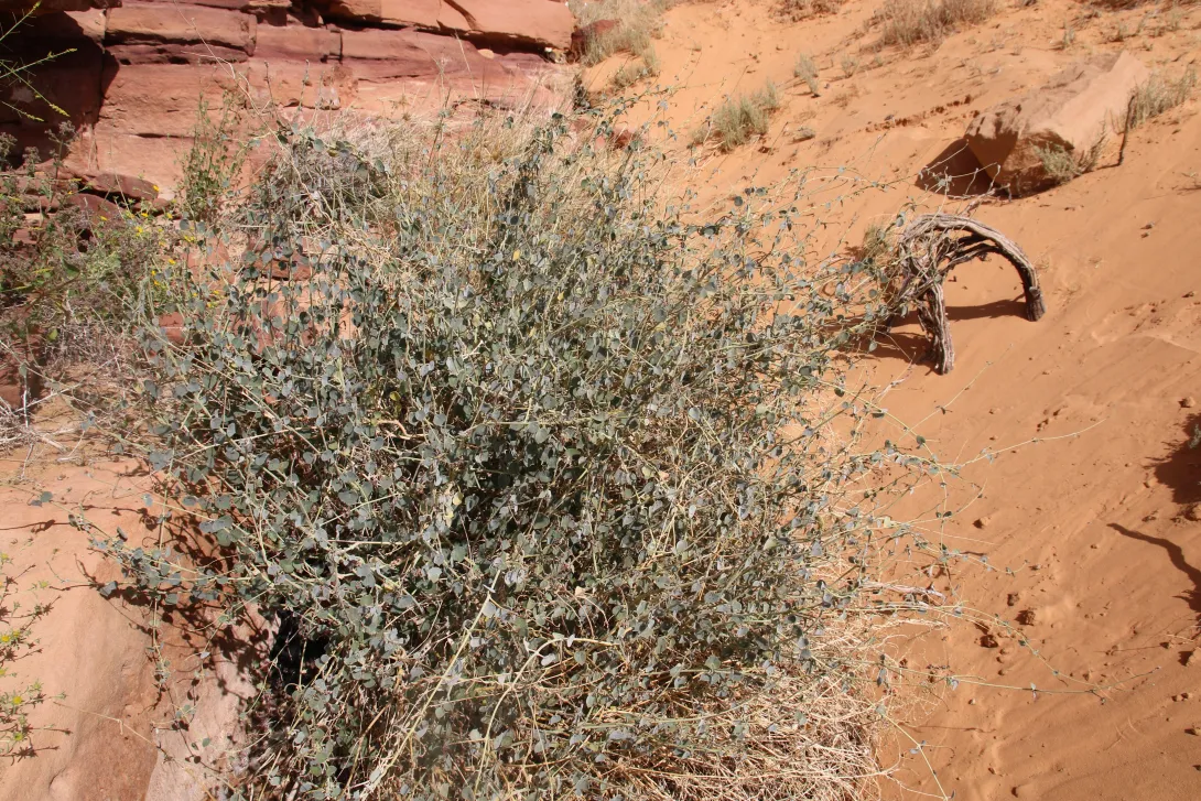 Whole plant