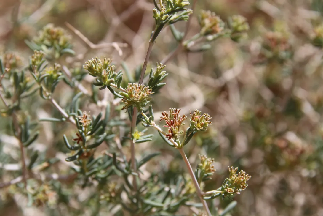 Gymnocarpos decander flower