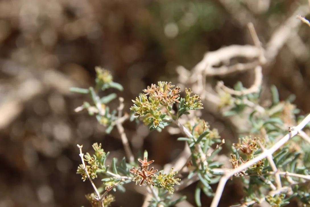 Gymnocarpos decander flower