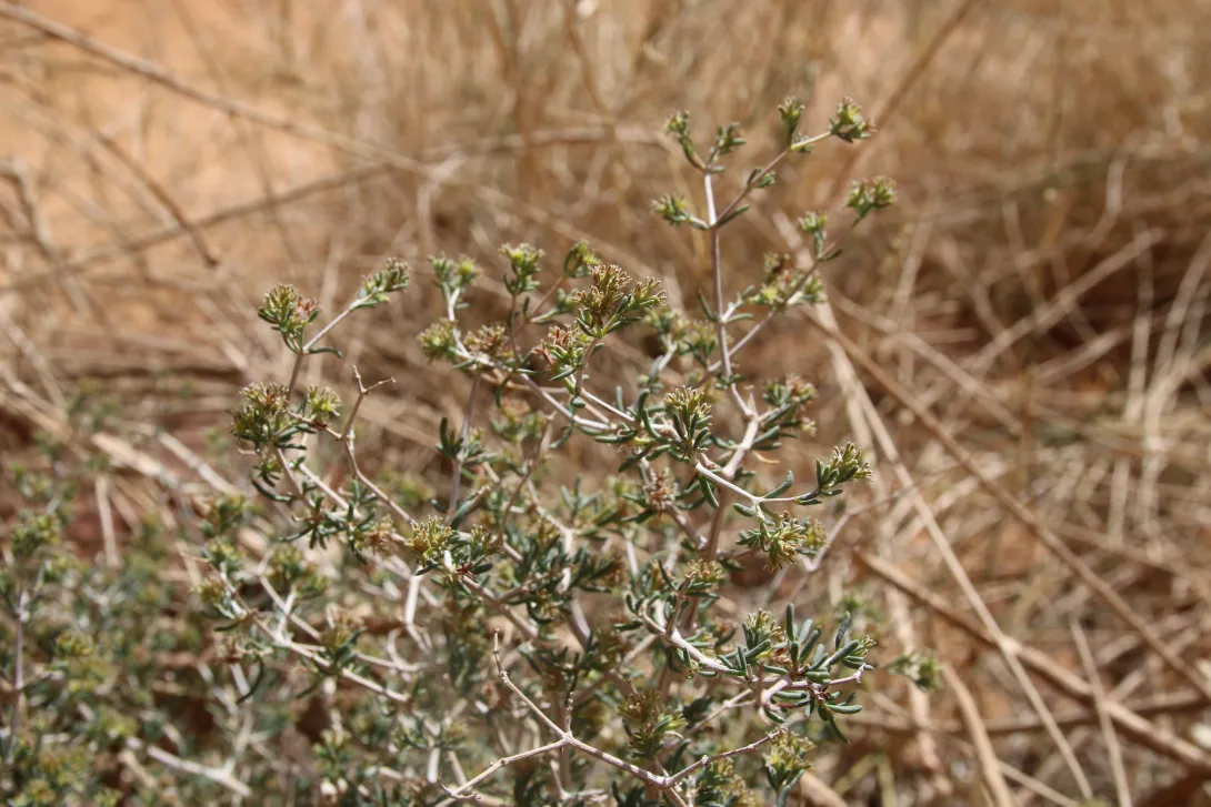 Gymnocarpos decander flowers and leaves