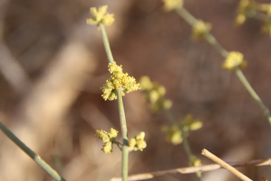 Ephedra ciliata flower