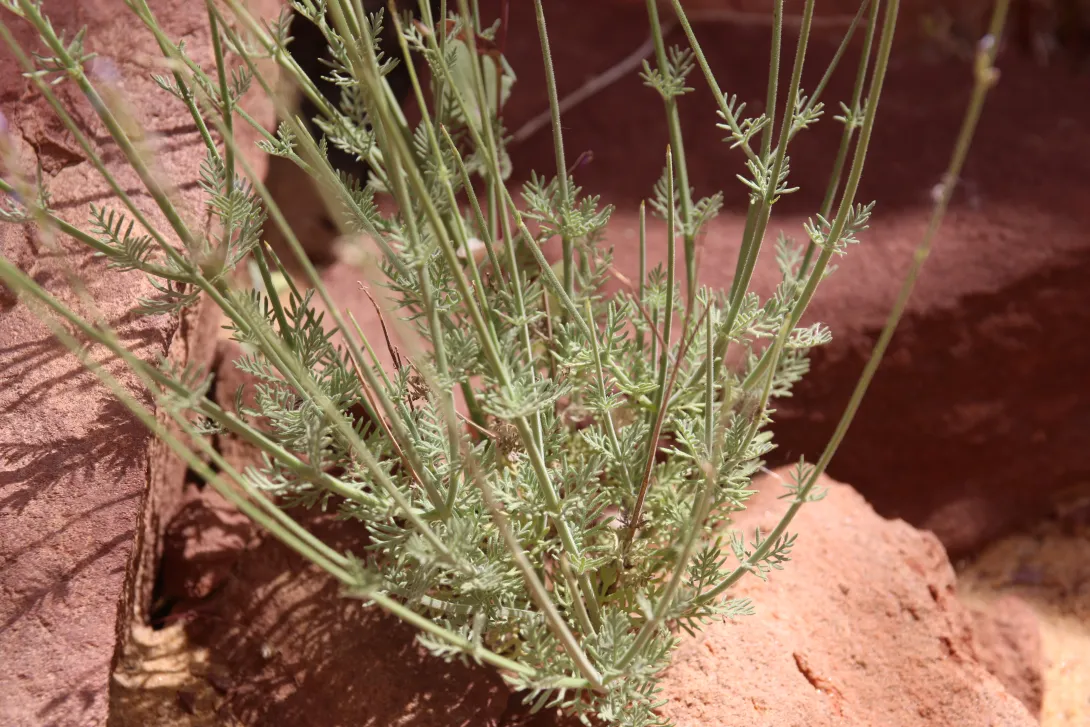 Lavandula coronopifolia leaves