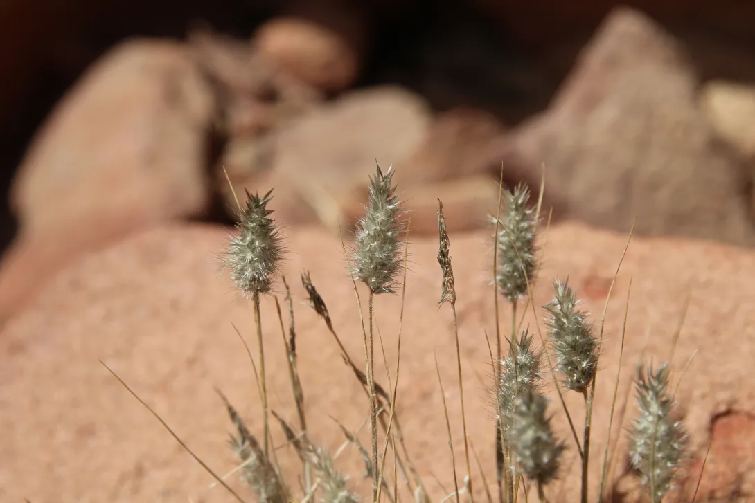 Enneapogon desvauxii fruits