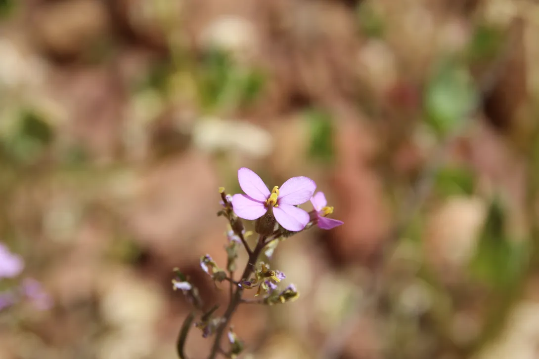 Diplotaxis acris