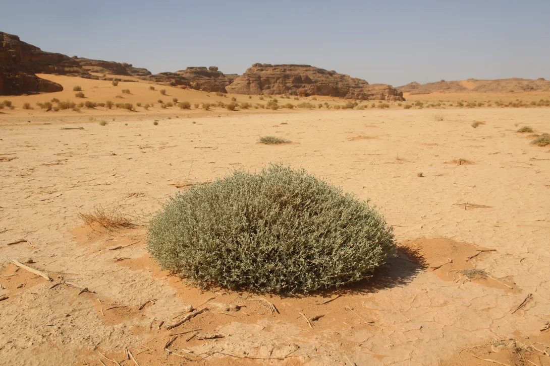 Whole plant