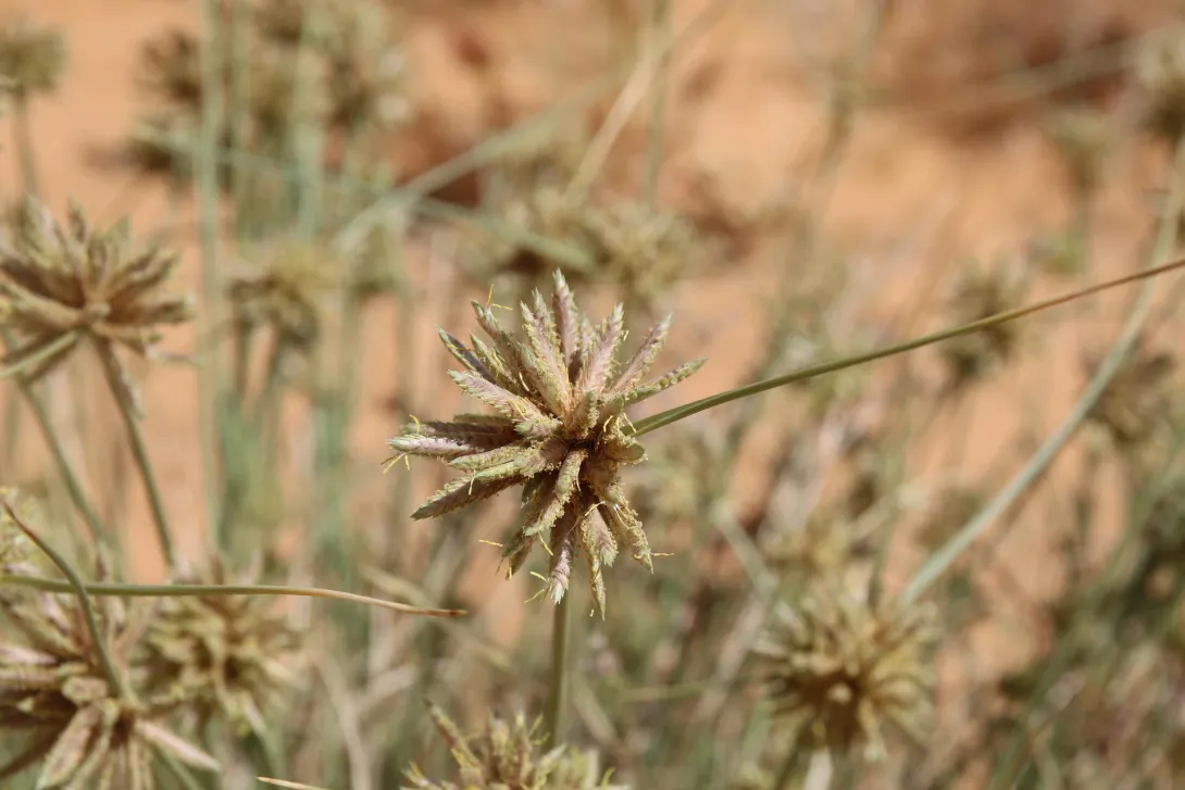 Cyperus conglomeratus flowers