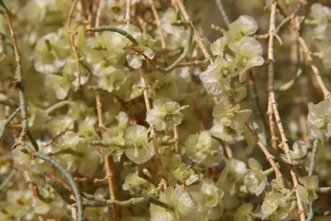 Haloxylon persicum fruits