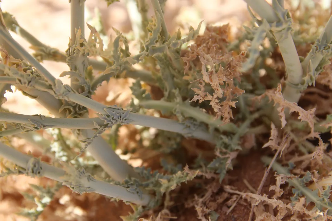 Launaea mucronata leaves