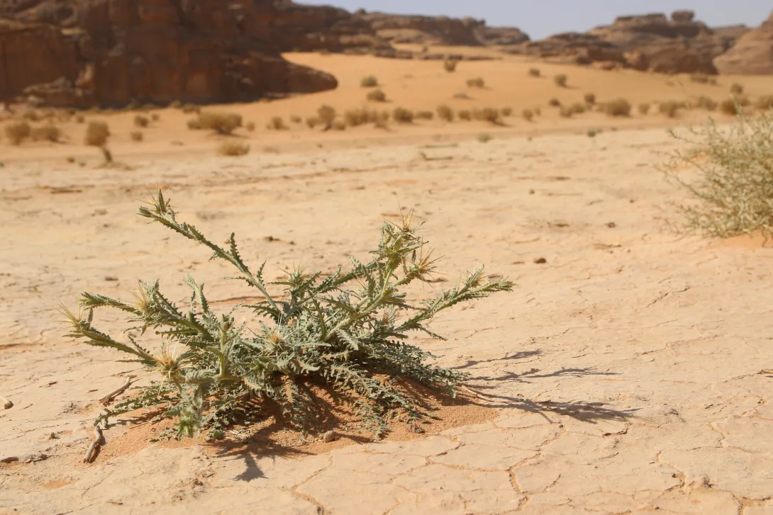 Centaurea pseudosinaica in an ephemeral flooded depression