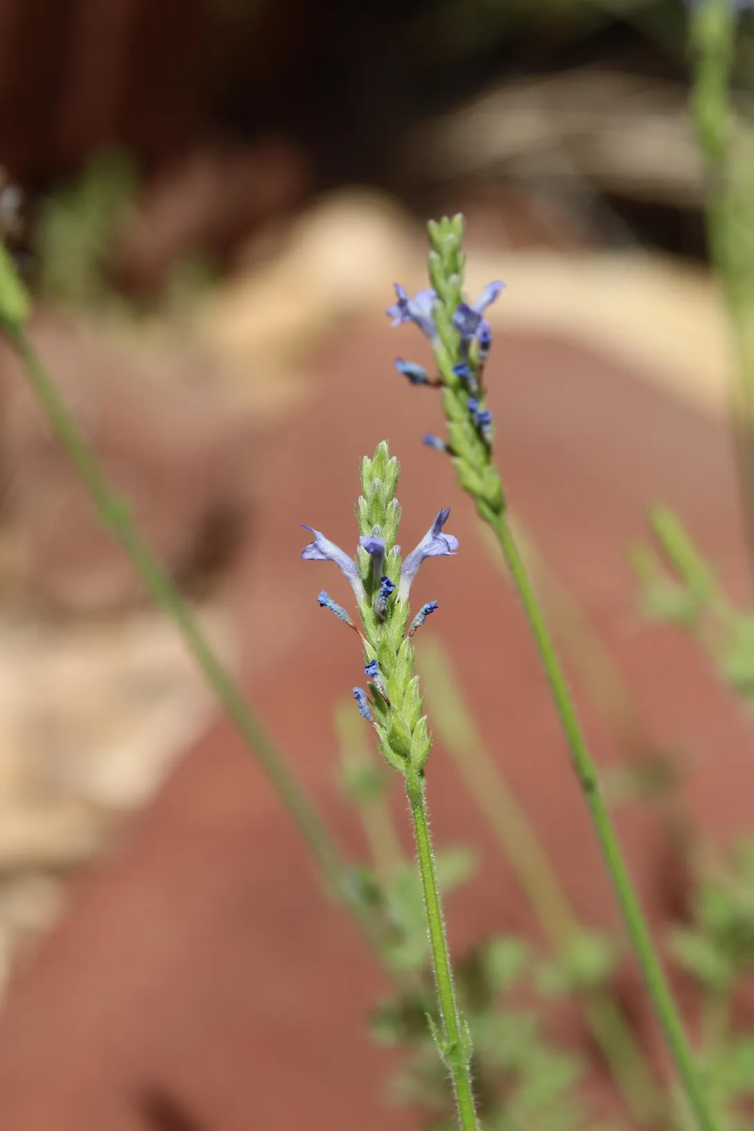 Lavandula pubescens flowers