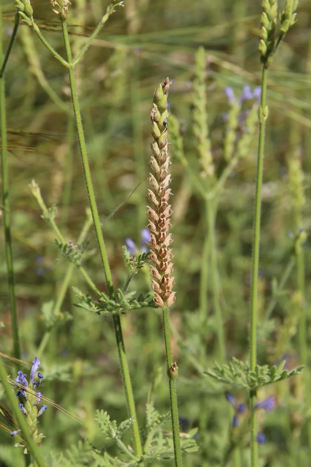 Lavandula pubescens fruits