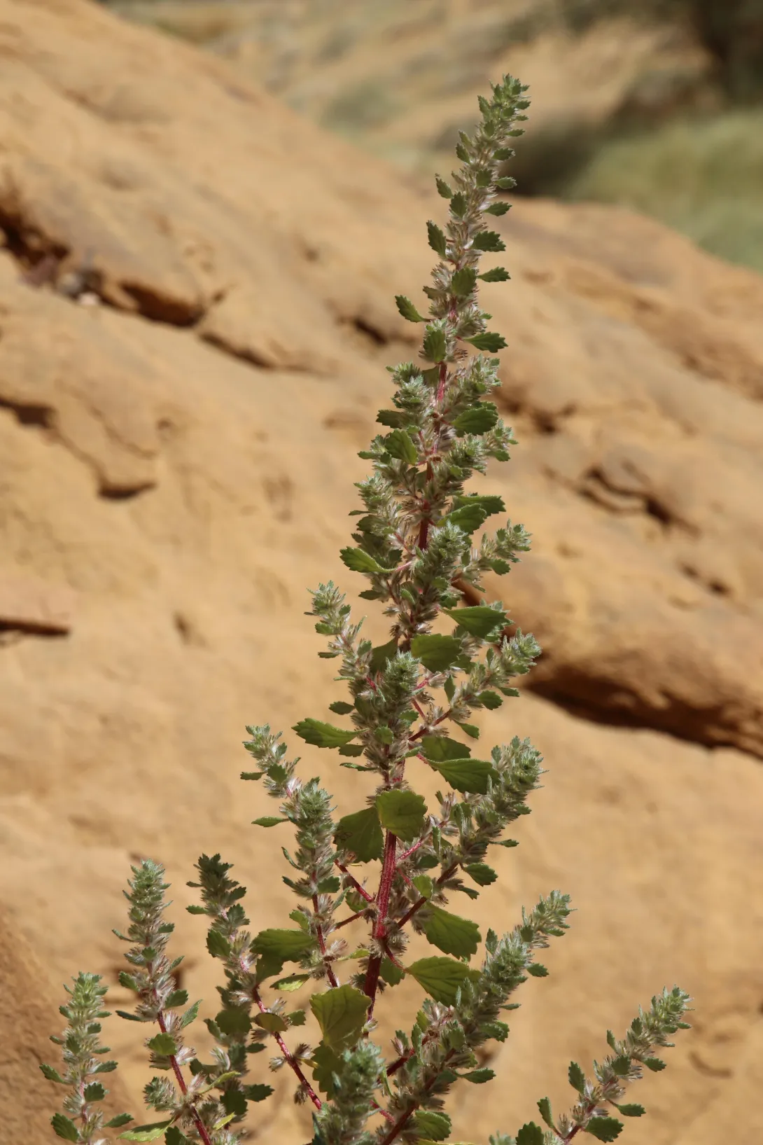 Forsskaolea tenacissima fruits