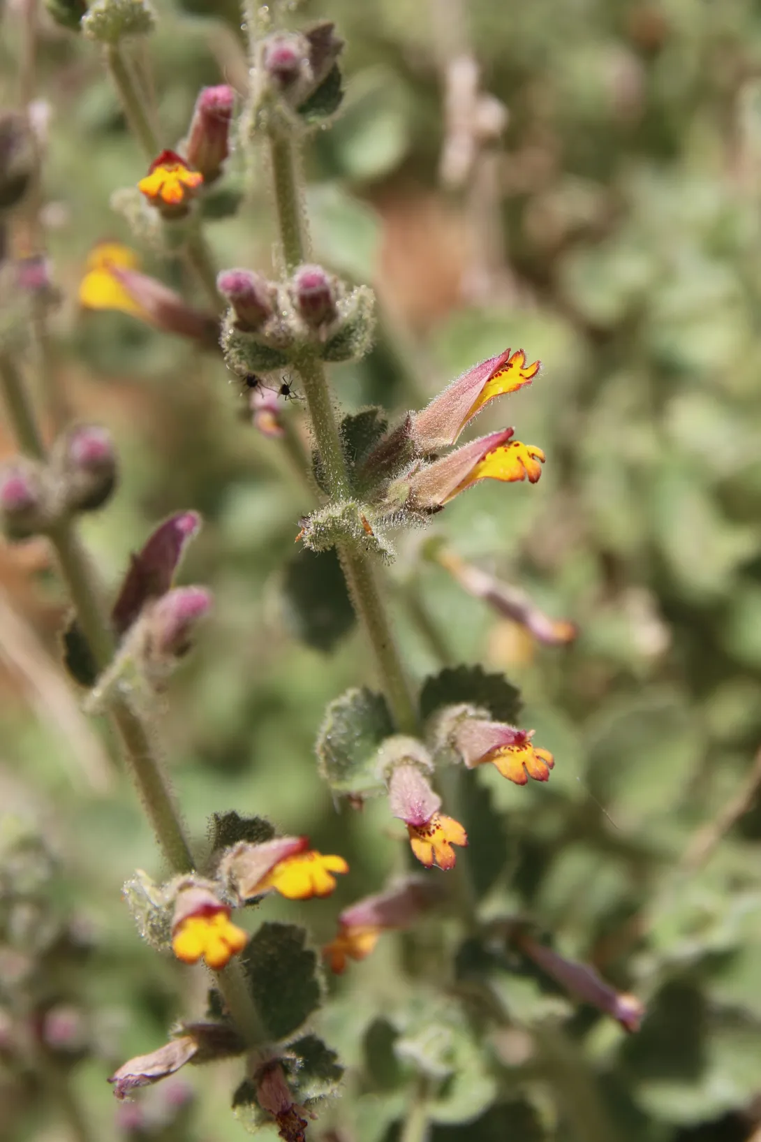 Lindenbergia indica flower