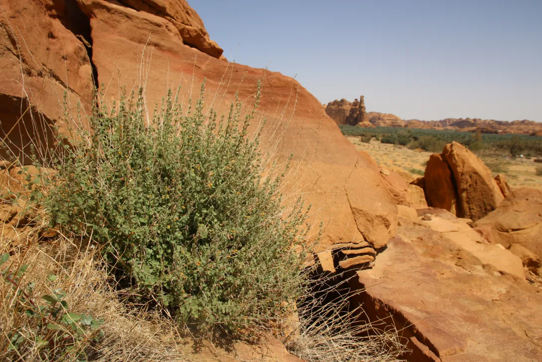 Whole plant
