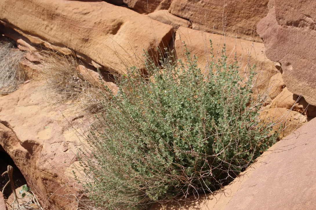 Whole plant